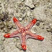 Red Knobbed Starfish