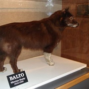 Balto the Sled Dog