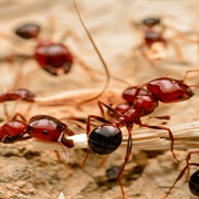 Red Ants