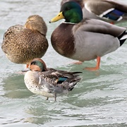 Pomegranate-And-Honey-Glazed Duck With Rice