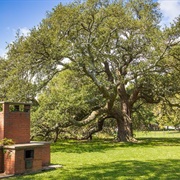 Emancipation Oak