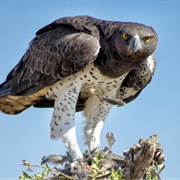 Martial Eagle