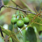 Mexican Bay Leaf (Litsea Glaucescens)
