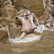 Mammoth Site