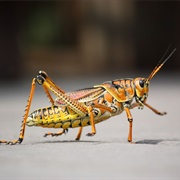 Insectophobia (Fear of Insects)