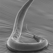 Hair-Imitating Parasite