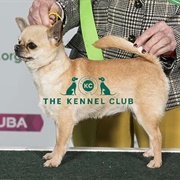 Chihuahua (Smooth Coat)