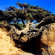 Tree of Life, Olympic National Park, WA