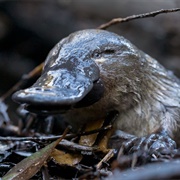 Platypus