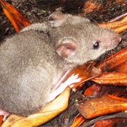 False Water Rat