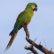 Blue-Winged Macaw