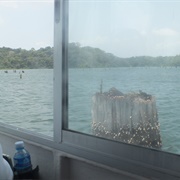 Gatun Lake Pontoon Boat Eco-Cruise