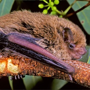 Inland Forest Bat