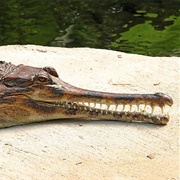 Sunda Gharial Crocodile