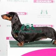 Dachshund (Miniature Smooth Haired)