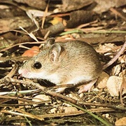 Little Native Mouse