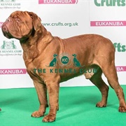 Dogue De Bordeaux