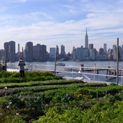 Brooklyn Grange Farms and Apiary