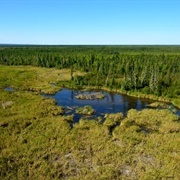 World's Largest Beaver Dam