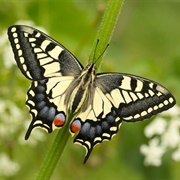 Swallowtail