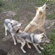Yamnuska Wolfdog Sanctuary