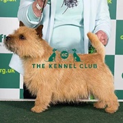 Norwich Terrier