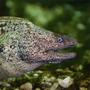 Mediterranean Moray Eel