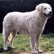 Hungarian Kuvasz