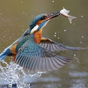 Kingfisher