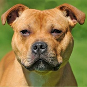 Staffordshire Bull Terrier