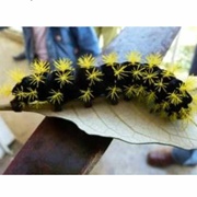 Giant Silkworm Assassin Caterpillar