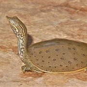 Spiny Soft-Shelled Turtle