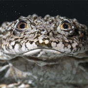 Alcide D'Orbigny Natural History Museum