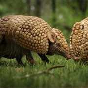 Brazilian Three-Banded Armadillo