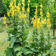 Mullein
