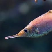 Longspine Snipefish