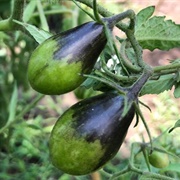 Rainbow Tomatoes Garden