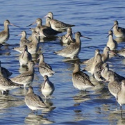 Ornithophobia - The Fear of Birds