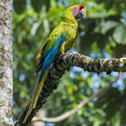 Great Green Macaw