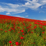 Flanders Fields, Belgium