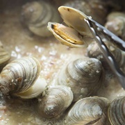 Pismo Clam (Tivela Stultorum)