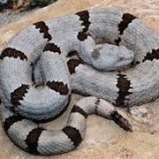 Banded Rock Rattlesnake