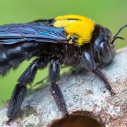 Large Carpenter Bee