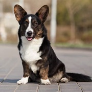 Cardigan Welsh Corgi