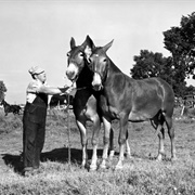 Missouri Mule