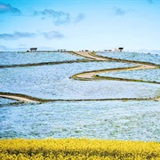 Hitachi Seaside Park, Japan