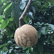 Egg Nut (Couepia Longipendula)