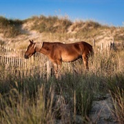 Corolla Wild Horses