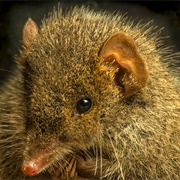 Black-Tailed Antechinus