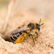 Mining Bee